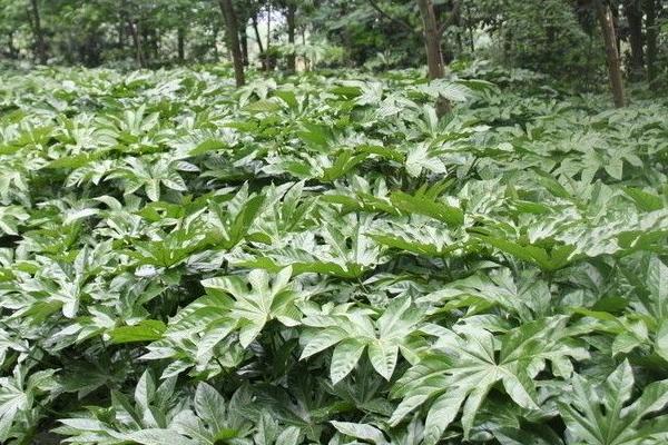 怎么防治八角金盘炭疽病，发病初期可喷施炭特灵、炭疽福美等药剂