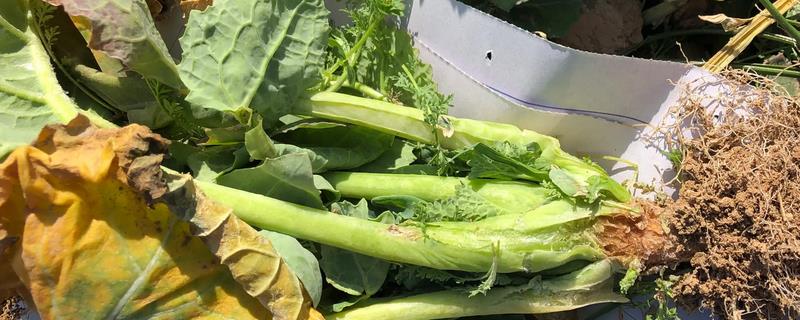 春季如何防治油菜病虫害