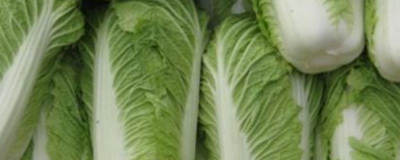 白菜能放几天