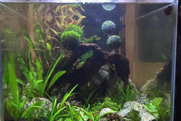 隔多长时间兑水族箱换一次水，饲养小型鱼类需每隔7-10天换1次