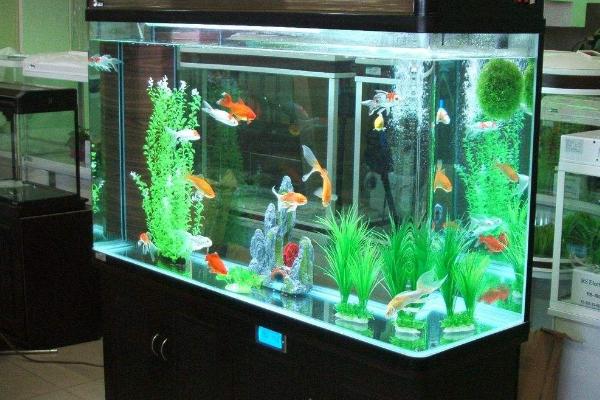 隔多长时间兑水族箱换一次水，饲养小型鱼类需每隔7-10天换1次
