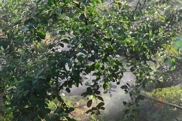 苏云金杆菌兑水比例，5毫升兑15公斤水