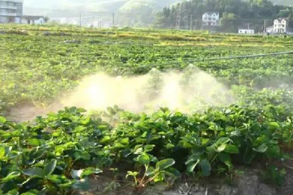 苏云金杆菌兑水比例，5毫升兑15公斤水