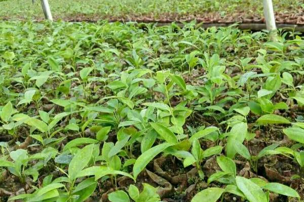 茯苓种多久才能收获，通常需要9-10个月左右