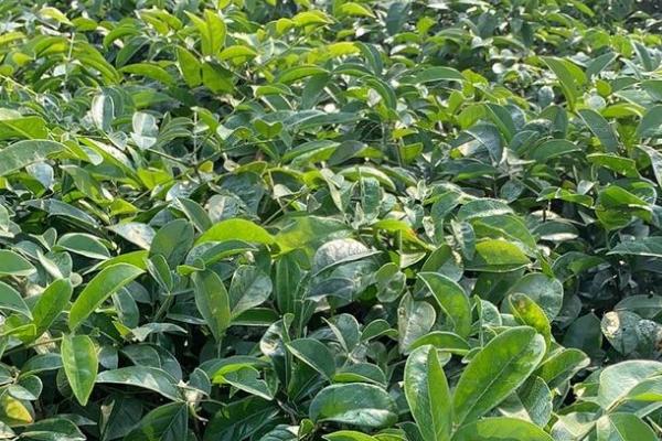 茯苓种多久才能收获，通常需要9-10个月左右