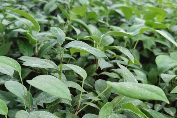 茯苓种多久才能收获，通常需要9-10个月左右