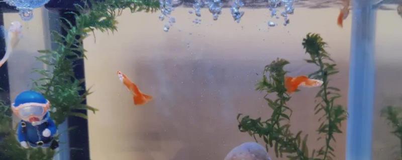 小鱼缸的换水频率