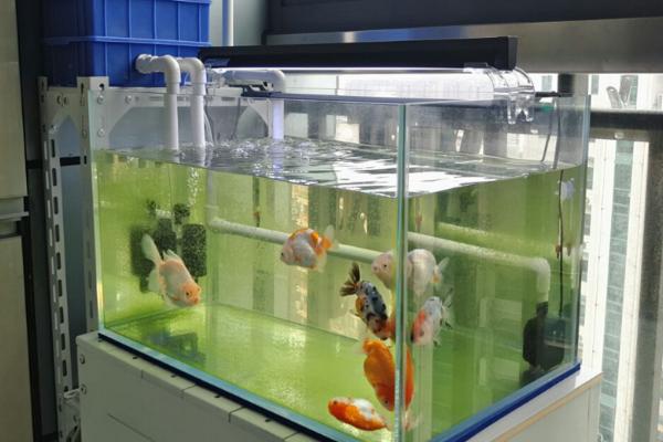 小鱼缸的换水频率，需每隔3-4天换1次