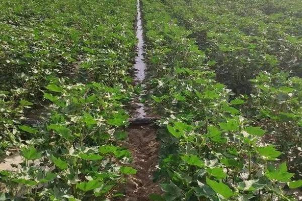 秋后怎么对棉花施钾肥，可将肥液喷洒在植株上半部的叶片上