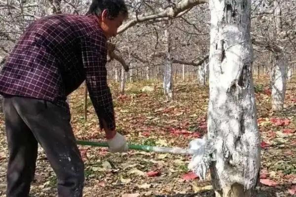 用氨基酸液肥对果树涂干的原因，可明显增强果树的抗逆性