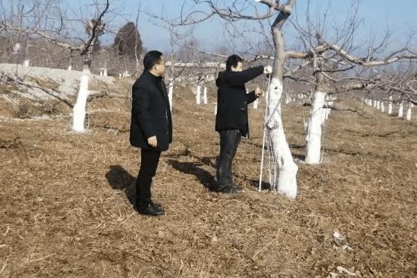 用氨基酸液肥对果树涂干的原因，可明显增强果树的抗逆性
