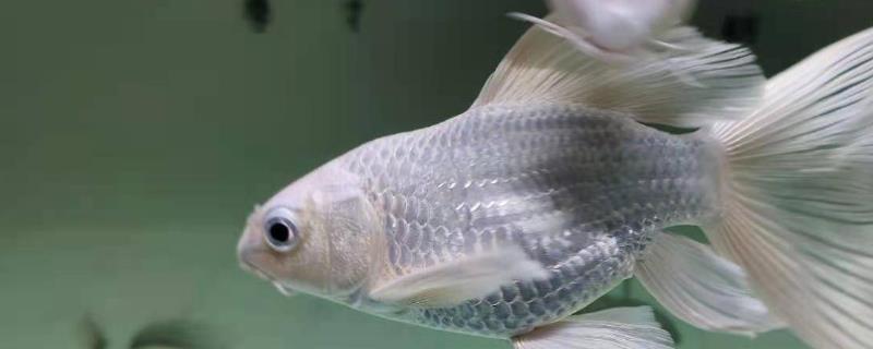 饲养蝴蝶鲤晚上是否要开鱼缸灯