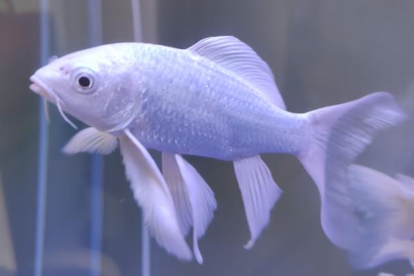 饲养蝴蝶鲤晚上是否要开鱼缸灯，晚上鱼儿需要休息不用提供光照
