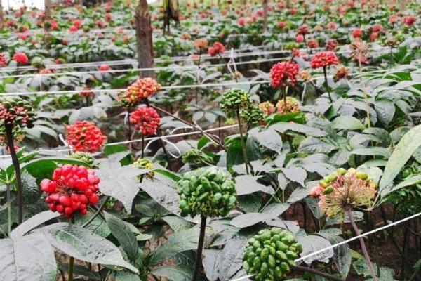 种植三七的周期，从播种到收获需要3年以上