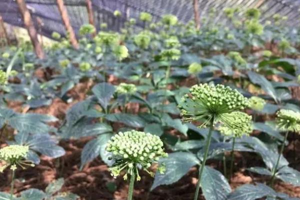 种植三七的周期，从播种到收获需要3年以上