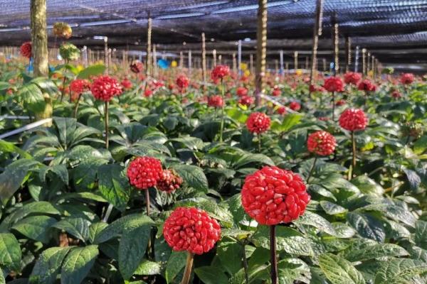 种植三七的周期，从播种到收获需要3年以上