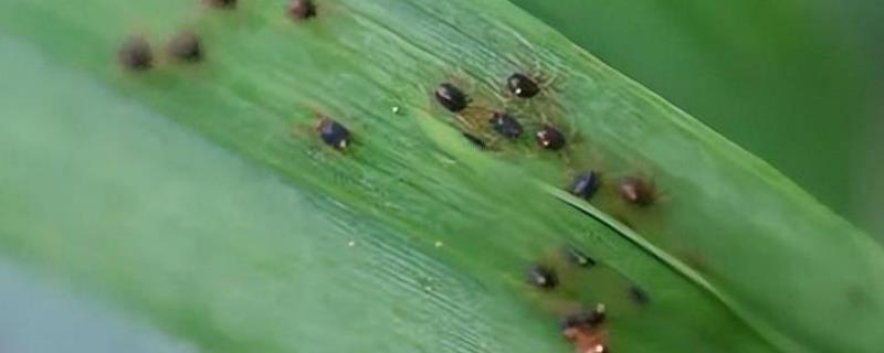 阿维哒螨灵的作用