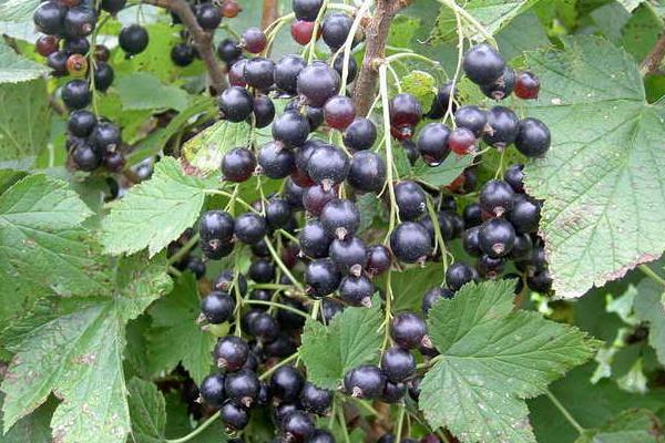 什么是黑豆果，属于虎耳草目、茶藨子科植物