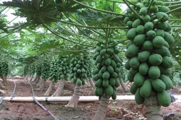 番木瓜属于喜阳还是喜阴植物，喜欢光照、耐阴性较差