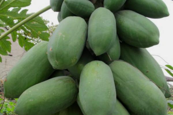 番木瓜属于喜阳还是喜阴植物，喜欢光照、耐阴性较差