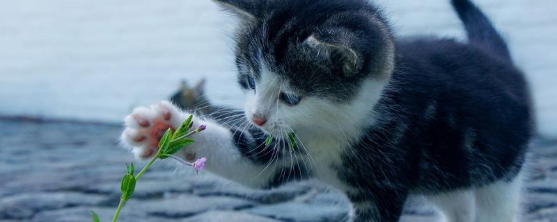 猫是否会认主
