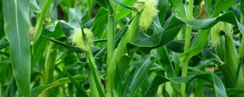 防治玉米粘虫的方法