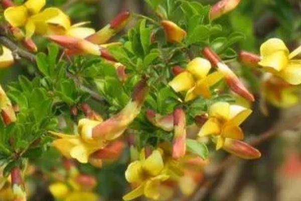 锦鸡儿的花语，谦逊、卑下、幽雅整洁是它的花语