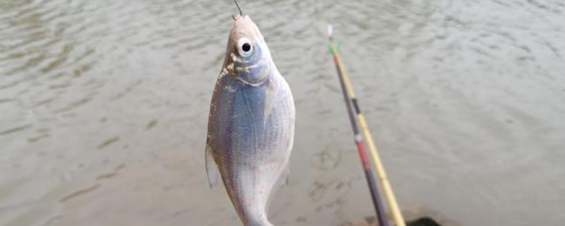 钓鳊鱼用什么窝料