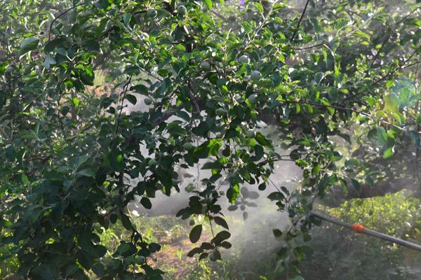 进入花期的套袋红富士苹果怎么防治病虫害，需根据实际情况采取对应措施