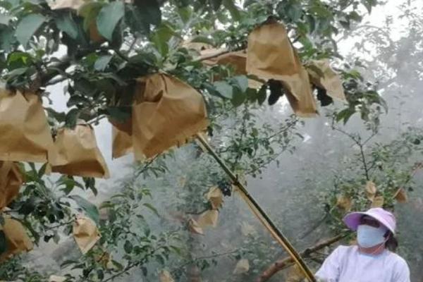 进入花期的套袋红富士苹果怎么防治病虫害，需根据实际情况采取对应措施