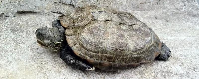 乌龟死亡的表现