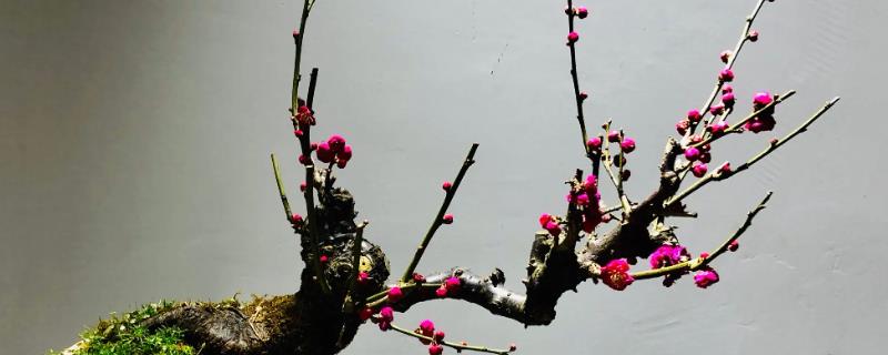秋天怎么管理梅花