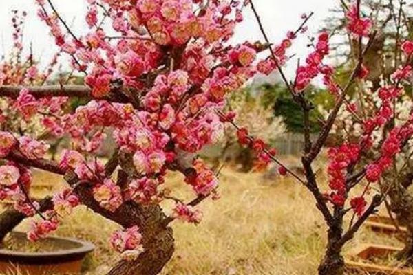 秋天怎么管理梅花，需逐渐减少浇水量并适当修剪