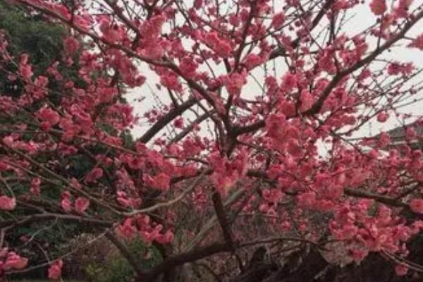 秋天怎么管理梅花，需逐渐减少浇水量并适当修剪