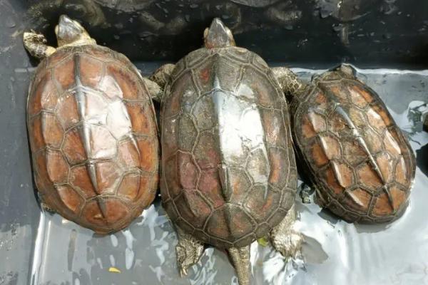 草龟的品种，按地域可分为安徽草龟、湖北草龟、江西草龟等7个品种