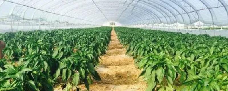 秋季辣椒的温度管理