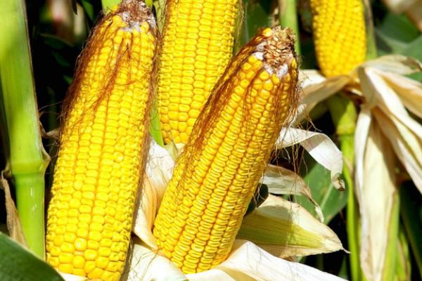 东单80号玉米种的特征特性，籽粒呈马齿型、百粒重为32.7-37.4克