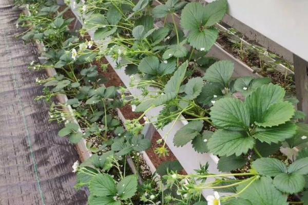 草莓匍匐茎什么时候剪，在5月上旬-6月上旬进行