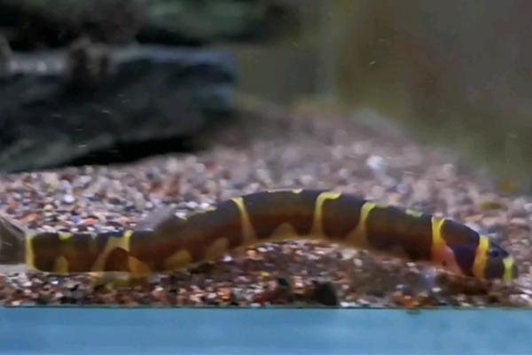 蛇仔鱼好不好养，体质健壮适合新手饲养