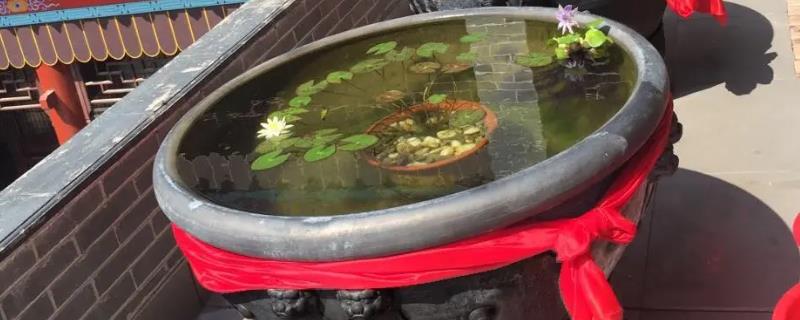 家里的大水缸养什么鱼合适