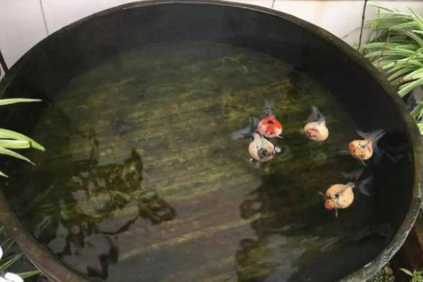 家里的大水缸养什么鱼合适，适合兑水温要求不高的鱼种