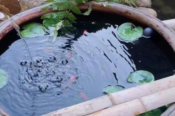 家里的大水缸养什么鱼合适，适合兑水温要求不高的鱼种