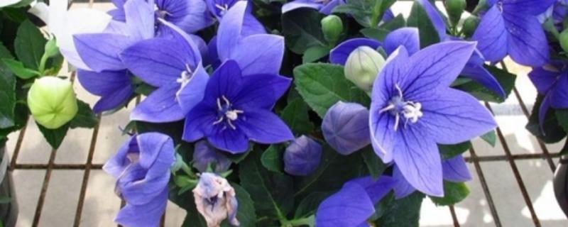 秋冬季节养花品种推荐