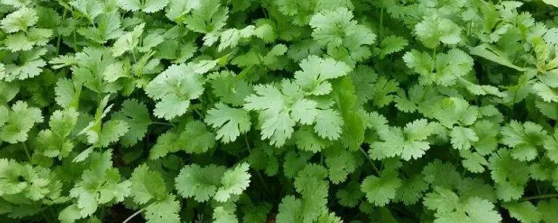 香菜怎么种才能高产