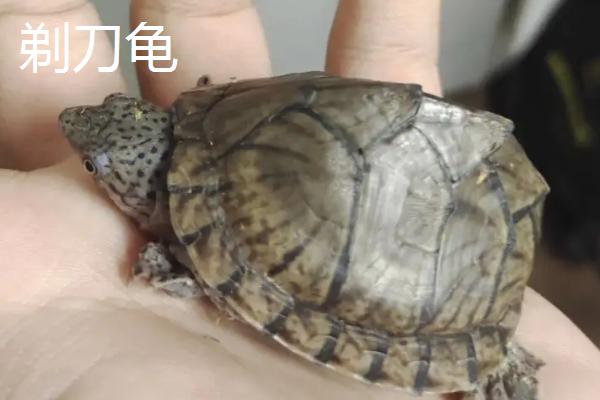 剃刀龟和麝香龟的区别，外形和习性、气味均不同