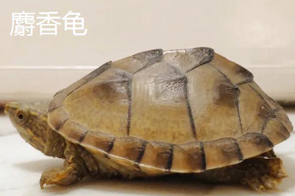 剃刀龟和麝香龟的区别，外形和习性、气味均不同
