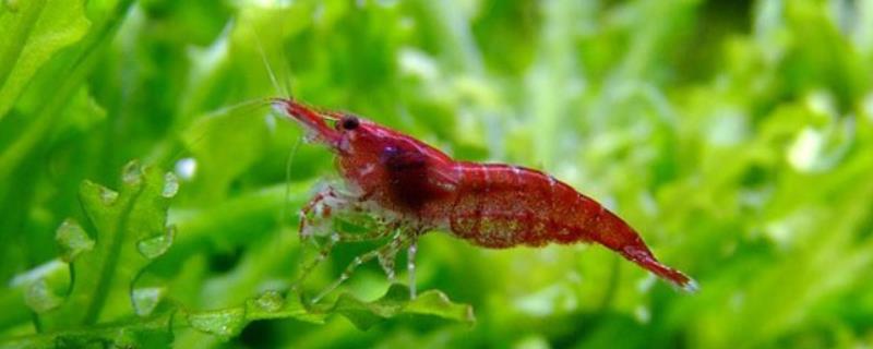 樱花虾适合养殖吗