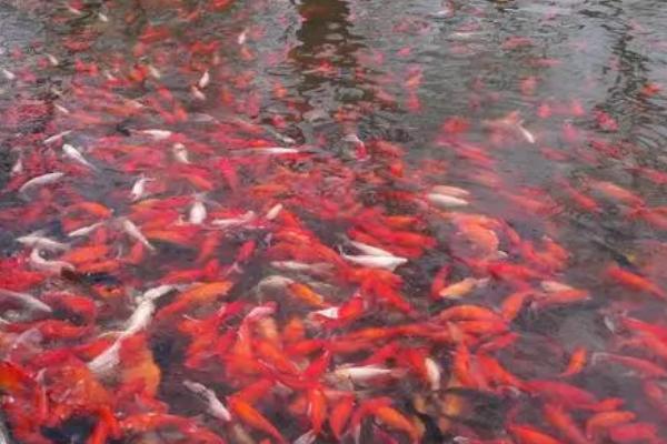 鱼吃不吃馒头，部分草食性、杂食性鱼种会吃馒头