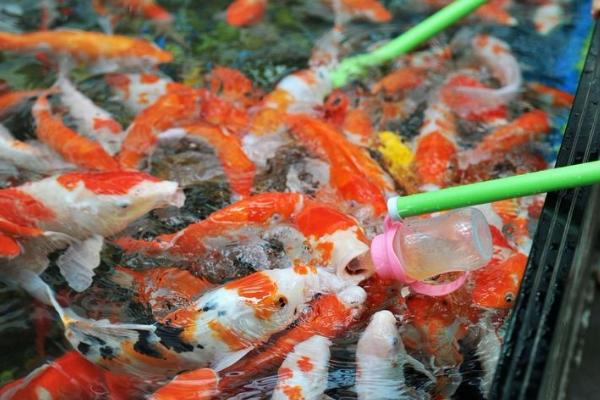 鱼吃不吃馒头，部分草食性、杂食性鱼种会吃馒头