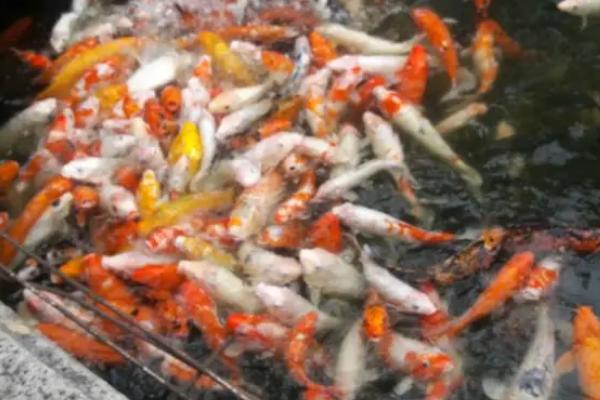 鱼吃不吃馒头，部分草食性、杂食性鱼种会吃馒头